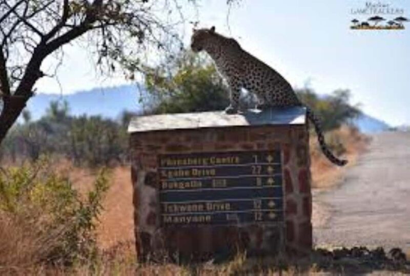 Pilanesberg : Evening Night Safari Drive - An In-Depth Look at the Pilanesberg Night Safari