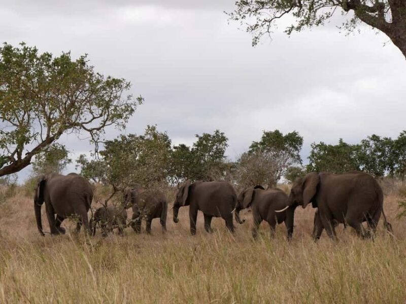 Pilanesberg full day game drive departing from Johannesburg - An Overview of the Experience