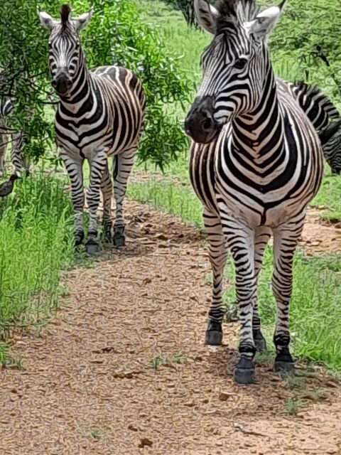 Pilanesberg Full Day Safari from Johannesburg - Key Points