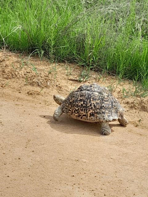 Pilanesberg Full Day Safari from Johannesburg - The Sum Up