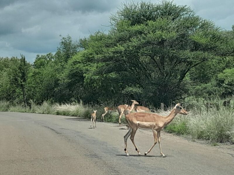 Pilanesberg Full Day Safari from Johannesburg - FAQs
