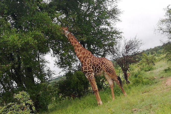 Pilanesberg full day safari private - Why Choose This Safari?