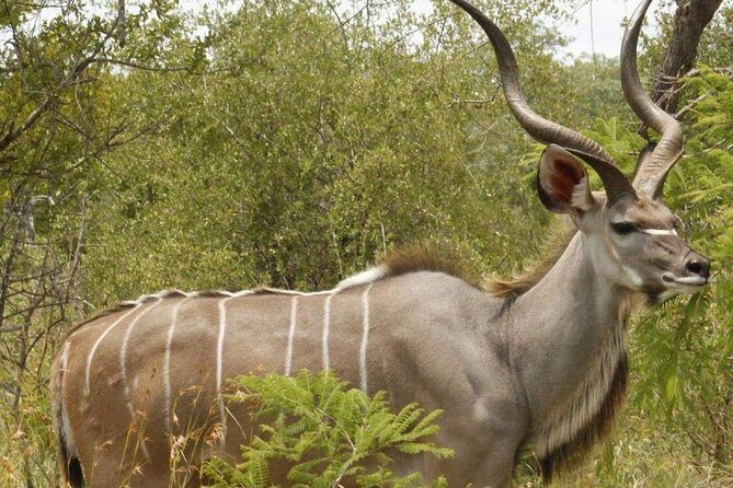 Pilanesberg full day safari private - Authentic Experiences and Traveler Feedback