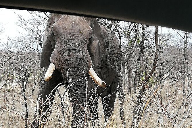 Pilanesberg full day safari private - Practical Tips for Travelers