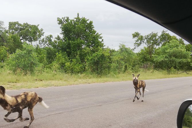 Pilanesberg full day safari private - FAQ