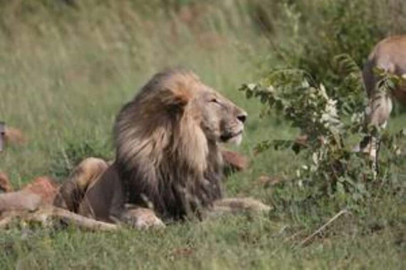 Pilanesberg : Game Drive with Lunch - Manyane Gate - Key Points