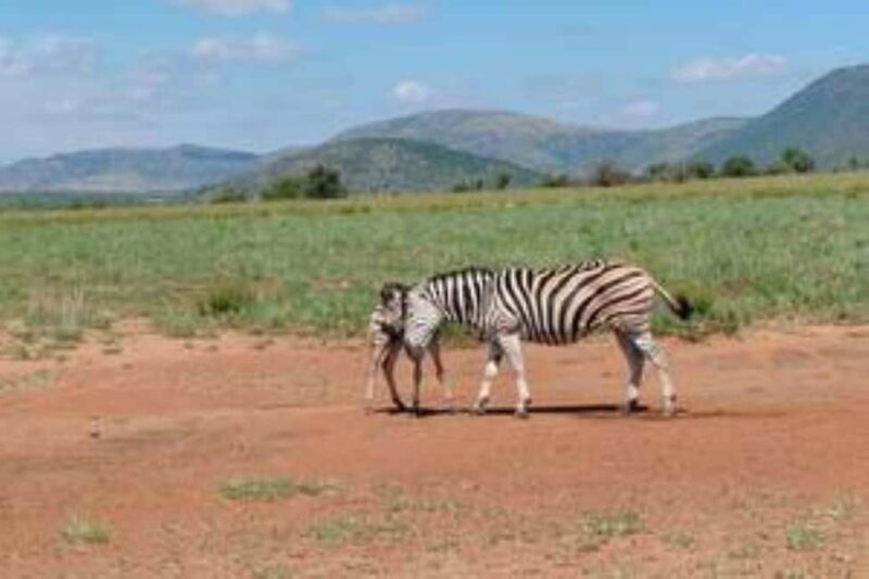 Pilanesberg : Game Drive with Lunch - Manyane Gate - A Closer Look at the Experience