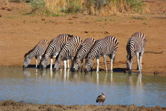 Pilanesberg Game Reserve 6 Hour Sunrise Safari from Johannesburg or Pretoria - An In-Depth Look at the Safari Experience