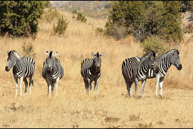 Pilanesberg Game Reserve 6 Hour Sunrise Safari from Johannesburg or Pretoria - FAQs
