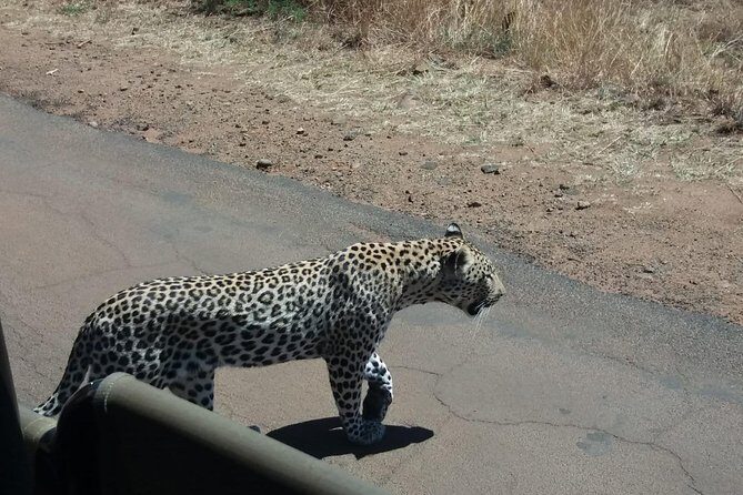 Pilanesberg Game Reserve Guided Day Tour from Johannesburg or Pretoria - Final Thoughts