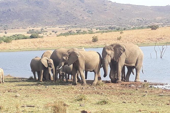 Pilanesberg Game Reserve Guided Day Tour from Johannesburg or Pretoria - The Sum Up