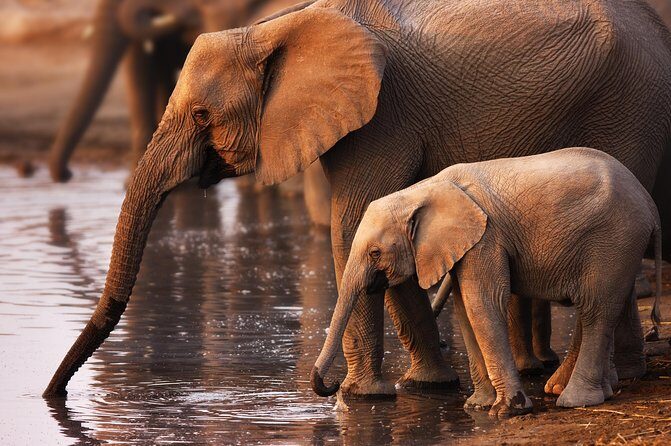 Pilanesberg Game Reserve Safari and Sun City Day Trip from Johannesburg - A Complete Look at the Itinerary