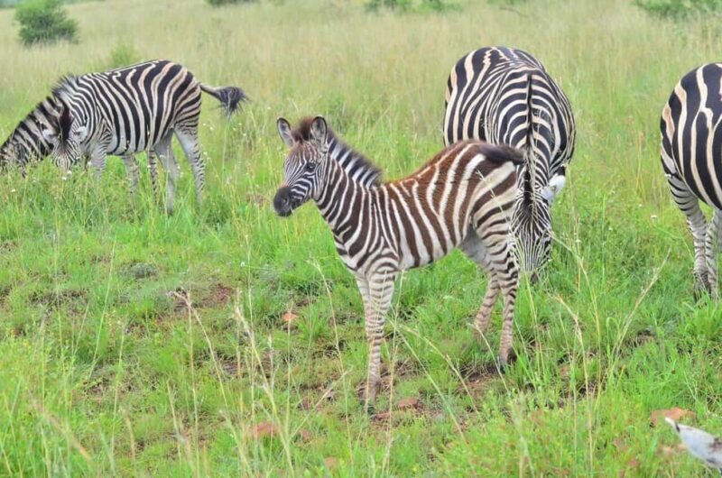 Pilanesberg National Park: 6H Game Drive with Lunch - Lunch and Refreshments
