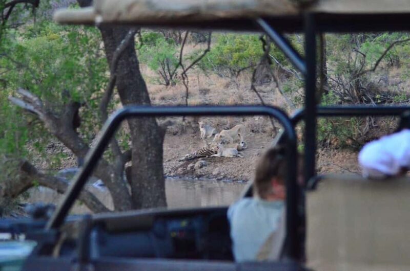 Pilanesberg National Park: 6H Game Drive with Lunch - The Sum Up