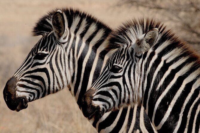 Pilanesberg National Park Safari in Open Vehicle from Johannesburg - A Deep Dive into the Experience