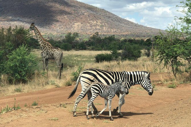 Pilanesberg National Park Safari in Open Vehicle from Johannesburg - The Sum Up