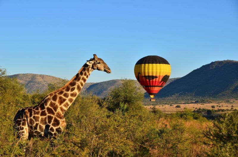 Pilanesberg National Park/Sun City Hot Air Balloon Safari - Key Points