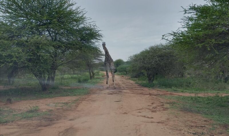 Pilanesberg National Park - The Sum Up