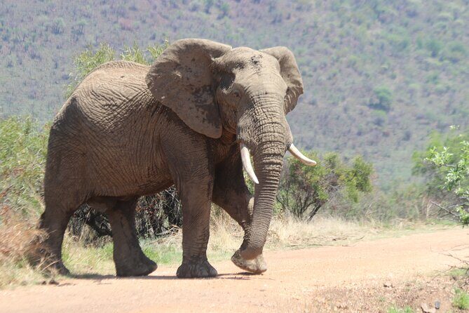 Pilanesberg Nature Reserve - An In-Depth Look at the Pilanesberg Safari Tour