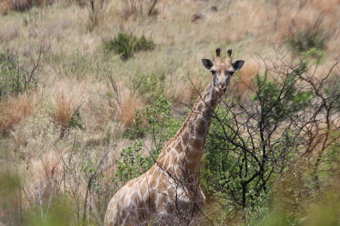 Pilanesberg Nature Reserve - The Sum Up