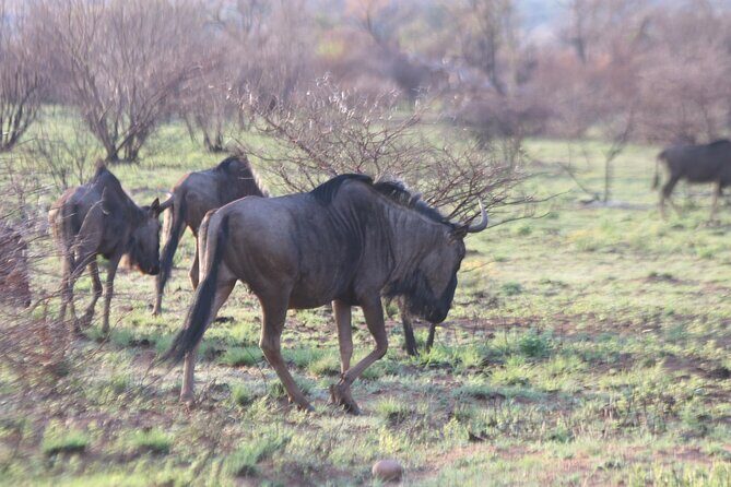 Pilanesberg Nature Reserve - FAQ