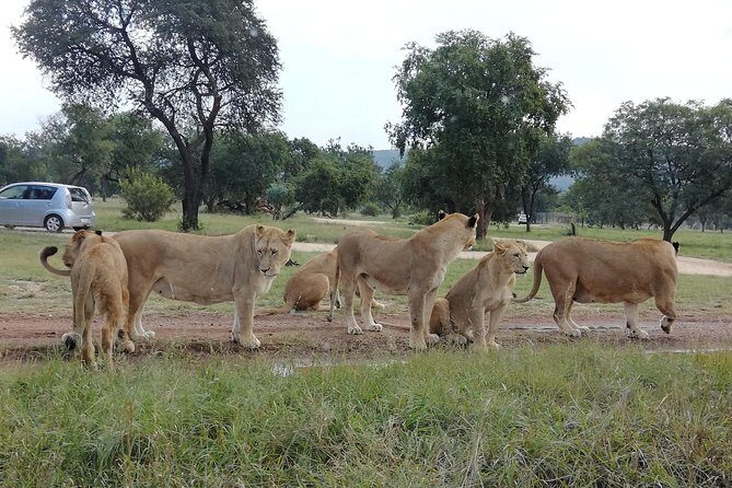 Pilanesberg Nature Reserve & Safari Park Lion Private - Frequently Asked Questions