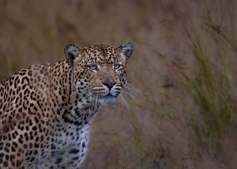 Pilanesberg Prestige Safari - Key Points
