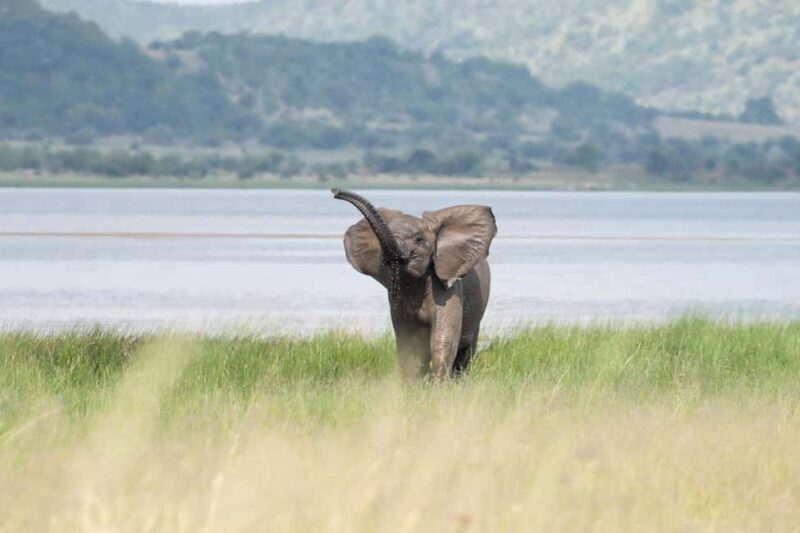Pilanesberg Prestige Safari - A Detailed Look at the Pilanesberg Prestige Safari Experience