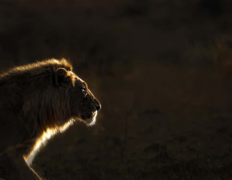 Pilanesberg Prestige Safari - FAQs