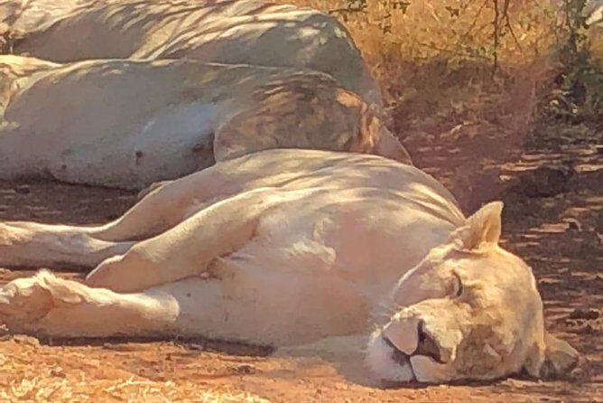 Pilanesberg Safari Fullday - The Safari Drives