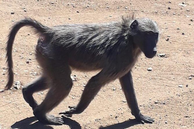 Pilanesberg Safari Fullday - Amenities & Practical Information