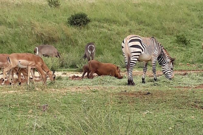 Pilanesberg Safari Fullday - Authentic Experiences & Reviews