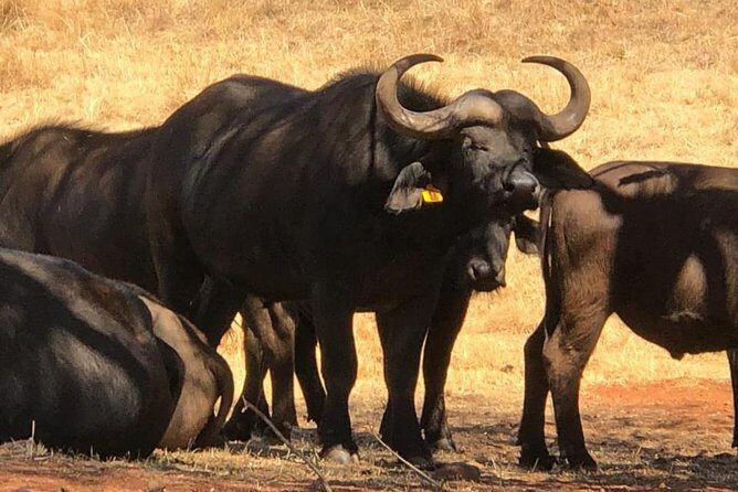 Pilanesberg Safari Fullday - Who Will Love This Tour?