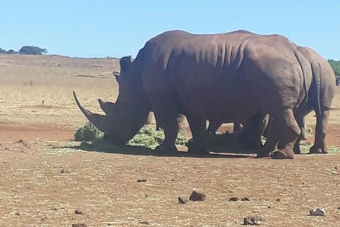 Pilanesberg Safari Fullday - In The Sum Up: Is it Worth It?