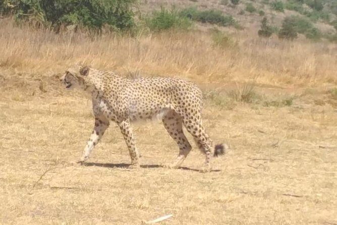 Pilanesberg Safari Fullday - Frequently Asked Questions