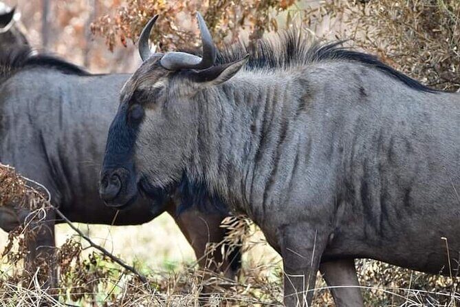 Pilanesberg Safari Open vehicle game Full Day - What to Expect from the Itinerary