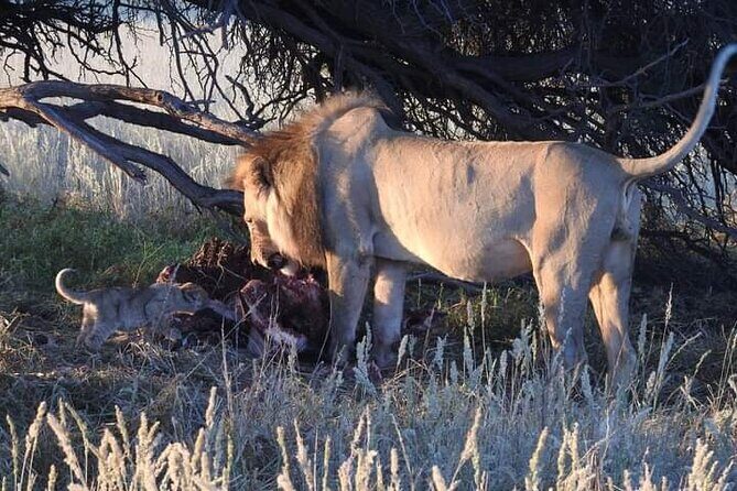 Pilanesberg Safari Open vehicle game Full Day - Practical Details and Tips