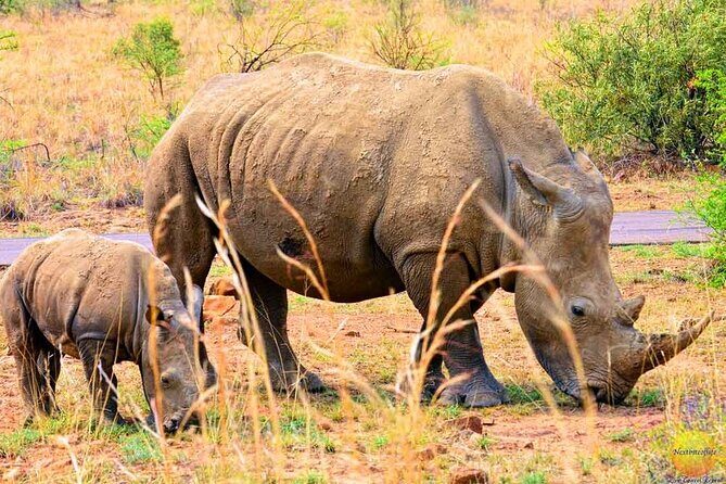 Pilanesberg Safari Open vehicle game Full Day - Who This Tour Is Best For