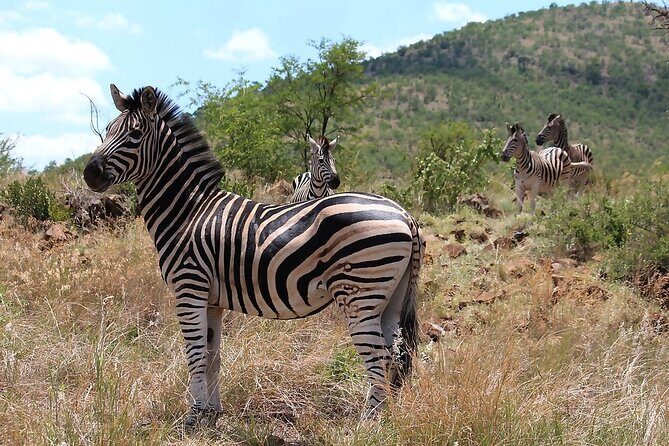 Pilanesberg Safari Open vehicle game Full Day - The Sum Up