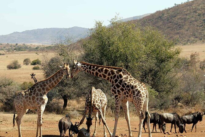 Pilanesberg Safari Open vehicle game Full Day - FAQ