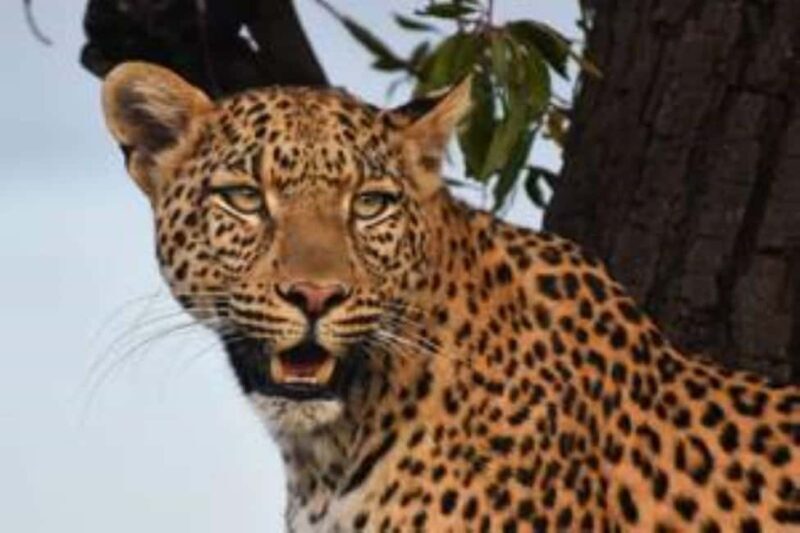 Pilanesberg : Sunrise Morning Game Drive - Key Points