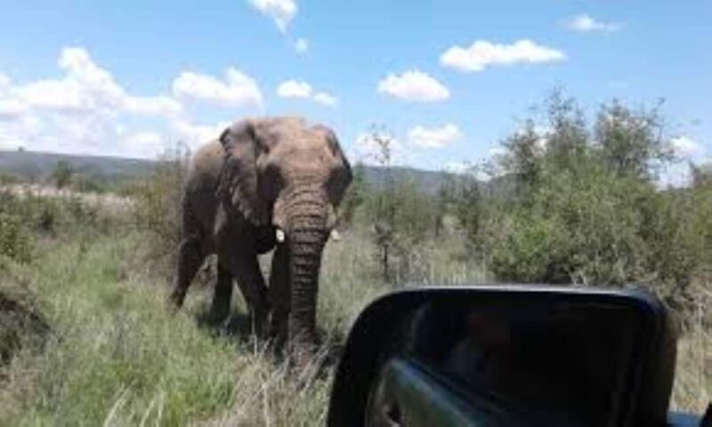 Pilanesberg : Sunset Afternoon Drive - Key Points