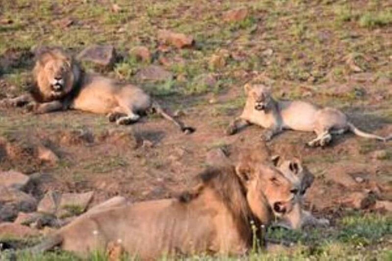 Pilanesberg : Sunset Afternoon Drive - The Experience for Different Travelers