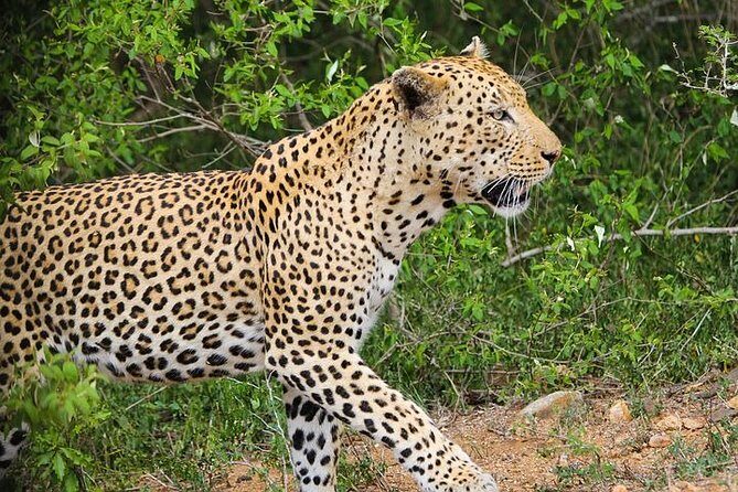 Pilanesberg Wildlife Safari - What Travelers Say