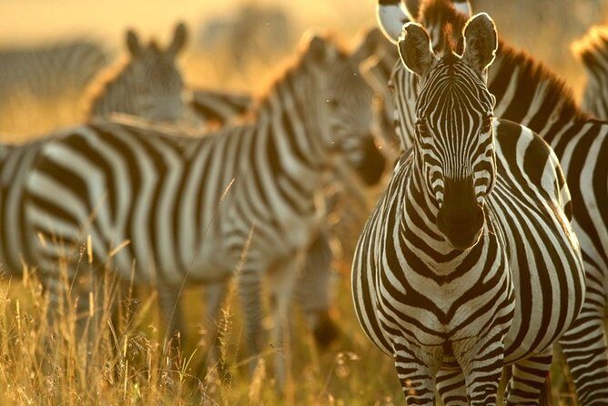 Pilanesberg Wildlife Safari - The Practicalities