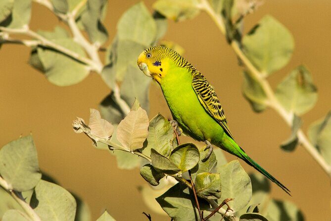 Pilbara Bird Tours - Key Points