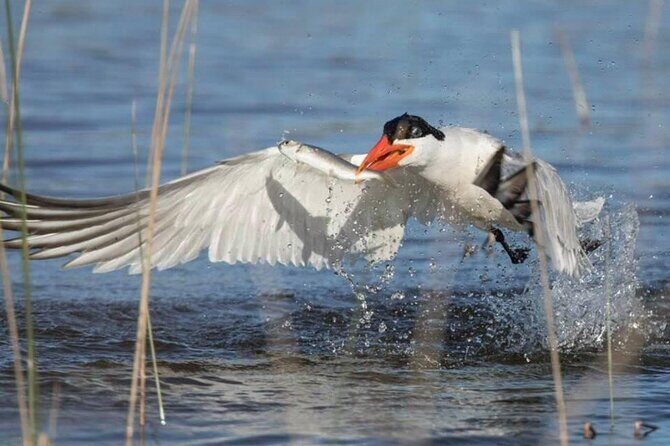 Pilbara Bird Tours - Introduction to the Pilbara Birdwatching Tour