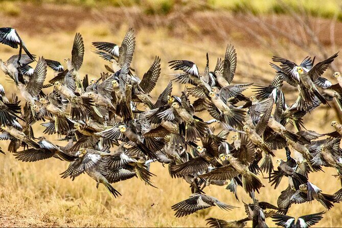Pilbara Bird Tours - The Scenic and Wildlife Highlights