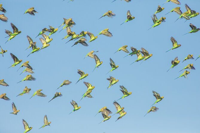 Pilbara Bird Tours - Practical Details and Tips