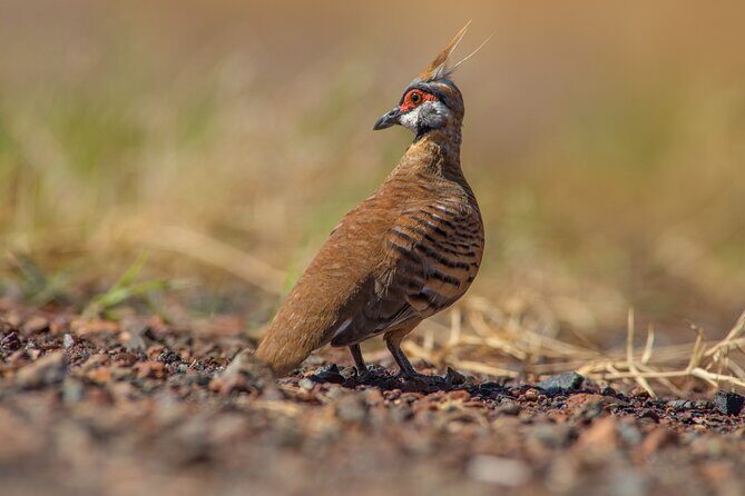 Pilbara Bird Tours - Authentic Reviews and Insights